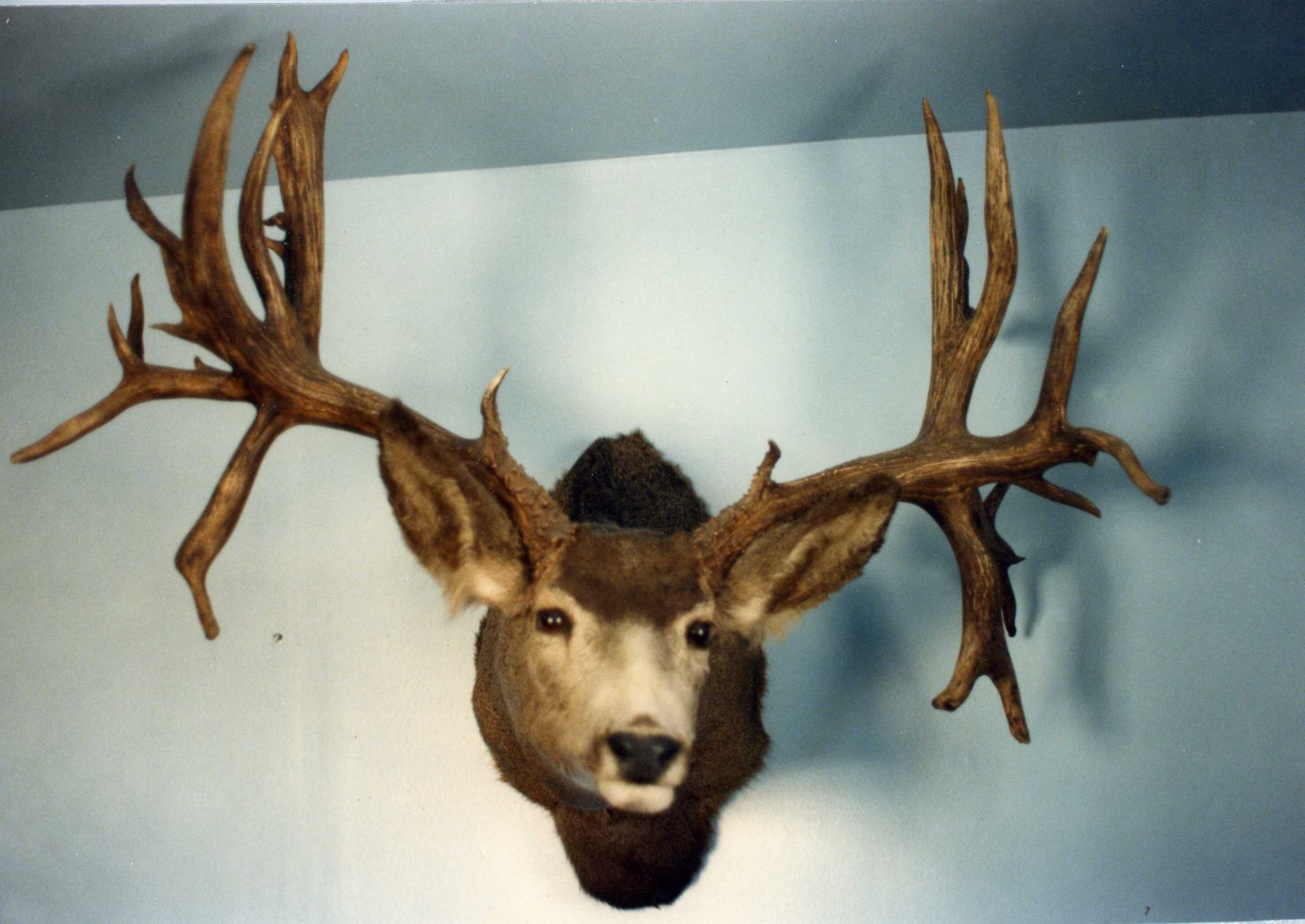 Mule deer nontypical